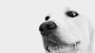 Dog closeup white background black 2 - a black nose and nose ring free wallpaper