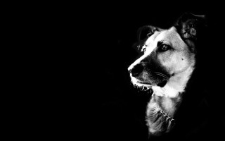 Dog looking dark room head - chiaroscuro free wallpaper