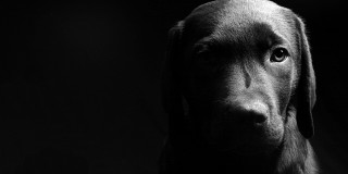 Black dog sad looking camera - a black dog free wallpaper