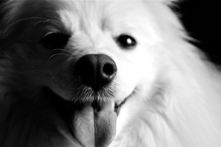 Dog tongue out looking camera 2 - ambient occlusion free wallpaper