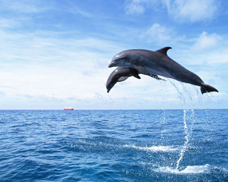 Dolphin jumping boat ocean blue - a boat in the background free wallpaper