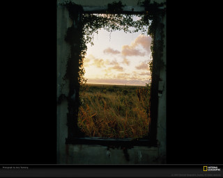 Window vines field grass clouds - vine free wallpaper for desktop