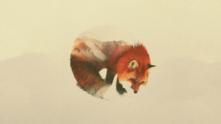 Red fox walking snow mountains - a white sky in the background free wallpaper