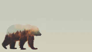 Bear trees back field grass - a field of grass and grass free wallpaper