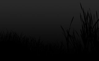 Black white bird grass night - photo of a bird free wallpaper