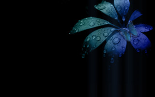 Blue flower water droplets black 2 - a black curtain behind free wallpaper