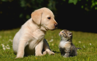 Puppy kitten grass curious animal - the grass together free wallpaper