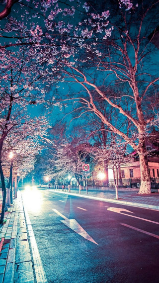 Tree lined street building light - free spring wallpaper for mobile