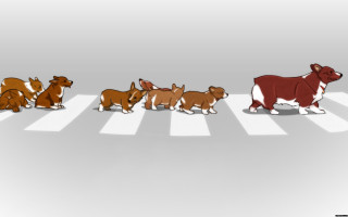 Dogs crosswalk group standing middle - a group of dogs free wallpaper