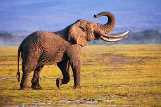 Elephant large tusks walking field 2 - an elephant free wallpaper