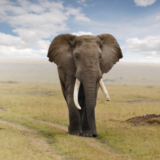 Elephant walking field sky background - free animals wallpaper for tablet