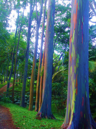 Colorful forest trail dirt path - free forest wallpaper for mobile