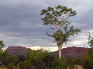 Lone tree field mountains cloudy - albert namatjira free wallpaper