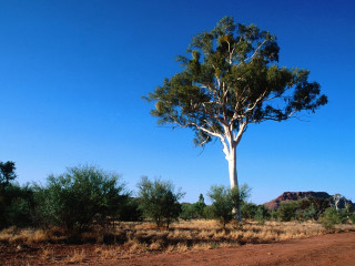 Dirt road tree mountain blue - albert namatjira free wallpaper