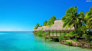 Tropical resort thatched roof palm - the waters edge free wallpaper