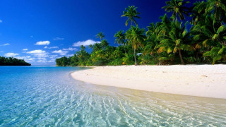 Beach palm trees clear water 7 - clear water free wallpaper