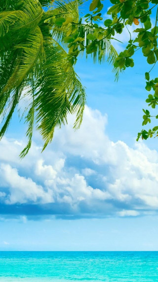 Beach palm tree blue sky 17 - cindy wright free wallpaper for mobile