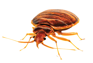 Bed bug white background white - p free wallpaper