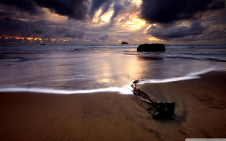 Beach tree branch sand sunset - the sand and a sunset in the background free wallpaper