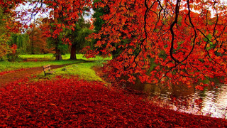 Bench tree red leaves river 2 - grassy free wallpaper