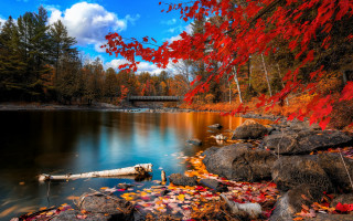 Lake rocks trees leaves bridge - a lake free wallpaper