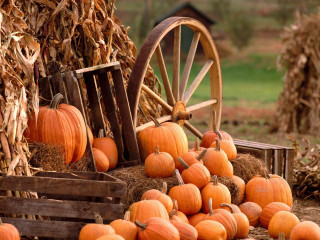 Pumpkins hay wagon fall autumn - fall vibrancy free wallpaper for desktop