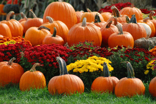 Pumpkin field mums flowers foreground - fall vibrancy free wallpaper for desktop