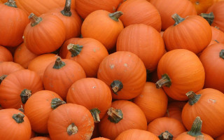 Orange pumpkins table background autumn - a pile free wallpaper
