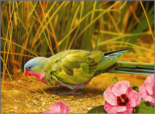 Green blue pink bird flowers - a green bird free wallpaper for desktop