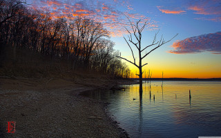 Tree water sunset lake shore - digital photography free wallpaper