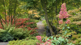 Lush green forest path flowers - vibrant colour free wallpaper