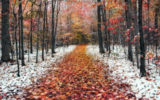 Wooded path leaves red yellow 2 - a path free wallpaper