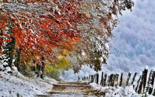 Snowy path fence trees orange - a snowy path free wallpaper