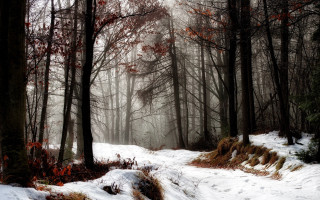 Snowy forest path trees leaves - a snowy forest free wallpaper
