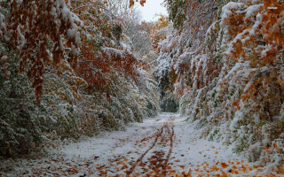 Snowy path trees leaves stop - a snowy path free wallpaper
