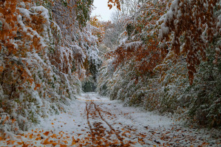 Snowy path trees leaves bushes - both side of it free wallpaper