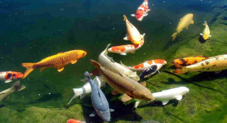 Fish group swimming pond water 2 - fish eye free wallpaper