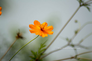 Flower bamboo leaf orange blur - anthony devas free wallpaper for desktop