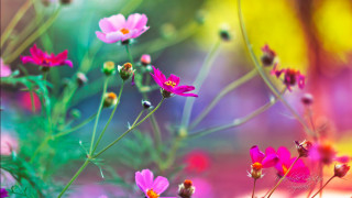 Flowers grass blurry background bunch - choi buk free wallpaper