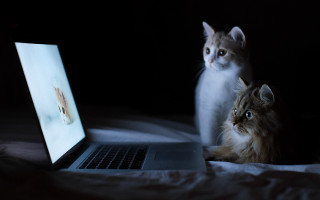 Cats laptop bed watching screen - david teniers iii free wallpaper
