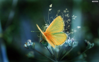 Yellow butterfly flower blue field - delicate free wallpaper