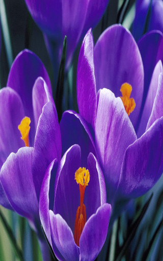 Purple flower closeup vase green - free spring wallpaper for mobile