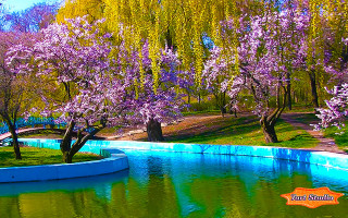 Pond trees bench blue wall - a pond free wallpaper