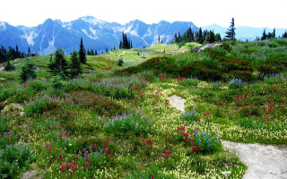 Grassy hill trail forest flowers - a trail free wallpaper