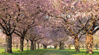 Park trees grass path nature - bloom free wallpaper for desktop
