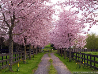 Dirt road fence trees pink 3 - free spring wallpaper