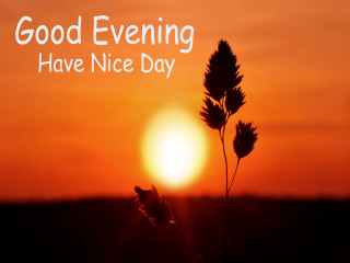 Sunset plant lensflare english quote - evening free wallpaper