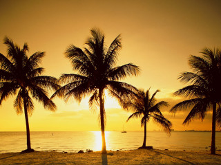 Palm trees beach sunset clouds 2 - top of a beach next free wallpaper