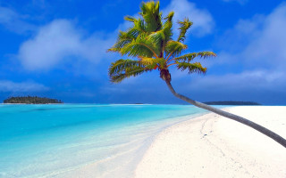 Palm tree beach blue sky 32 - a white sand beach free wallpaper