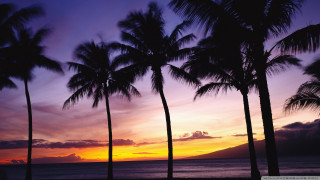 Sunset palm trees mountain purple - a purple sky free wallpaper